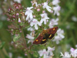 Muntvlinder (Pyrausta aurata)