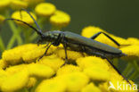 Muskusboktor (Aromia moschate)