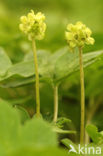 Muskuskruid (Adoxa moschatellina)