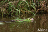 Muskrat (Ondatra zibethicus)
