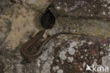 Wall Lizard (Podarcis muralis)