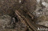 Muurhagedis (Podarcis muralis) 