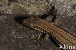 Muurhagedis (Podarcis muralis) 