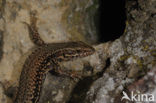 Muurhagedis (Podarcis muralis) 