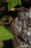 Wall Lizard (Podarcis muralis)