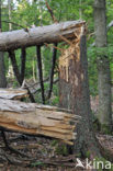 Bavarian Forest National Park