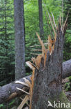Bavarian Forest National Park