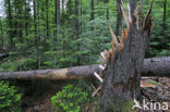 Bavarian Forest National Park
