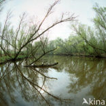 Nationaal Park de Biesbosch