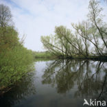 Nationaal Park de Biesbosch