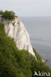 Jasmund National Park