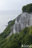 Jasmund National Park