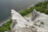 Jasmund National Park