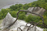 Jasmund National Park