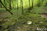 Rakov Skocjan Nature Reserve