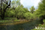 Rakov Skocjan Nature Reserve