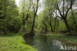 Rakov Skocjan Nature Reserve