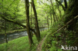 Natuurpark Rakov Skocjan