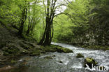 Rakov Skocjan Nature Reserve