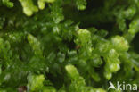 Creeping Fingerwort (Lepidozia reptans)