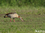 Egyptian Goose (Alopochen aegyptiaca)