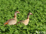 Egyptian Goose (Alopochen aegyptiaca)