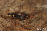 Nomada moeschleri