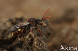 Nomada moeschleri