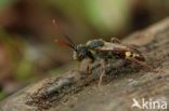 Nomada moeschleri