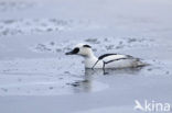 Smew (Mergellus albellus)