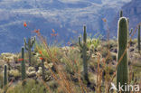 Ocotillo (Fouquieria splendens)