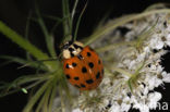 Multicoloured Asian Ladybird (Harmonia axyridis f. succinea)