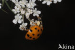 Multicoloured Asian Ladybird (Harmonia axyridis f. succinea)