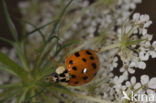 Multicoloured Asian Ladybird (Harmonia axyridis f. succinea)