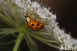 Multicoloured Asian Ladybird (Harmonia axyridis f. succinea)