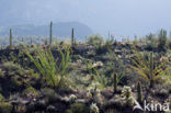 Organ Pipe Cactus National Monument