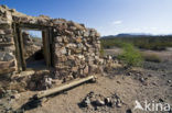 Organ Pipe Cactus National Monument