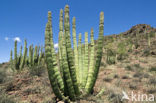 Orgelpijpcactus (Stenocereus thurberi)