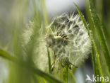 Paardenbloem (Taraxacum spec.)