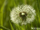 Dandelion (Taraxacum spec.)