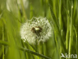 Dandelion (Taraxacum spec.)