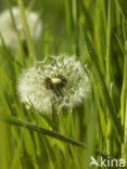 Dandelion (Taraxacum spec.)