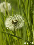 Paardenbloem (Taraxacum spec.)