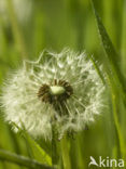 Paardenbloem (Taraxacum spec.)