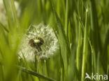 Paardenbloem (Taraxacum spec.)