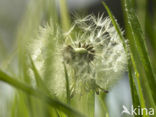 Dandelion (Taraxacum spec.)