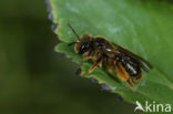 Paardenbloembij (Andrena humilis) 