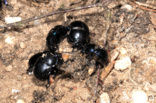 Common Dor Beetle (Geotrupes vernalis)