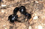 Paardenmestkever (Geotrupes vernalis)