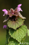 Paarse dovenetel s.s. (Lamium purpureum)